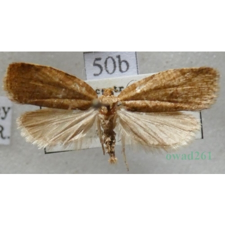 Adoxophyes orana (Fischer von Röslerstamm, 1834) Zwójka siatkóweczka Czech50b